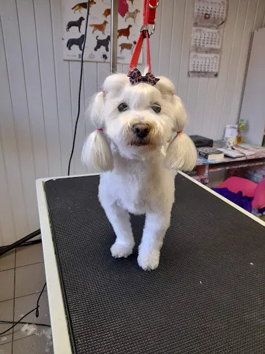 Salon Pielęgnacji Psów SPA 4 Łapy Magdalena Mularczyk